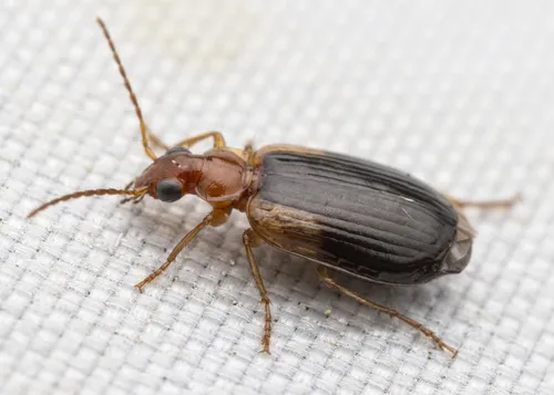 Lebia cymindoides - photo 8