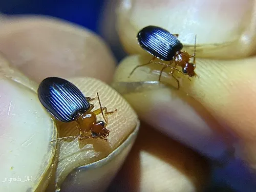 Lebia deceptrix - photo 2