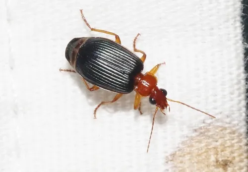 Lebia deceptrix - photo 3