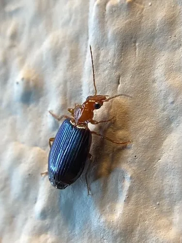 Lebia deceptrix - photo 4