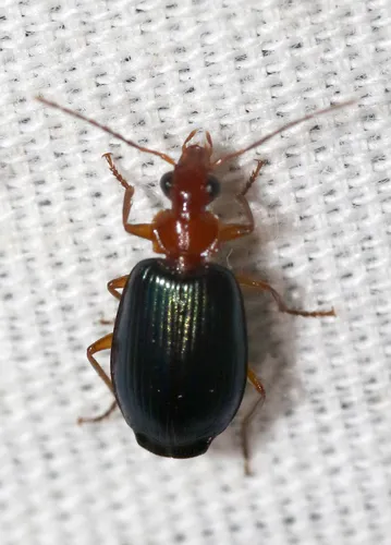 Lebia deceptrix - photo 5