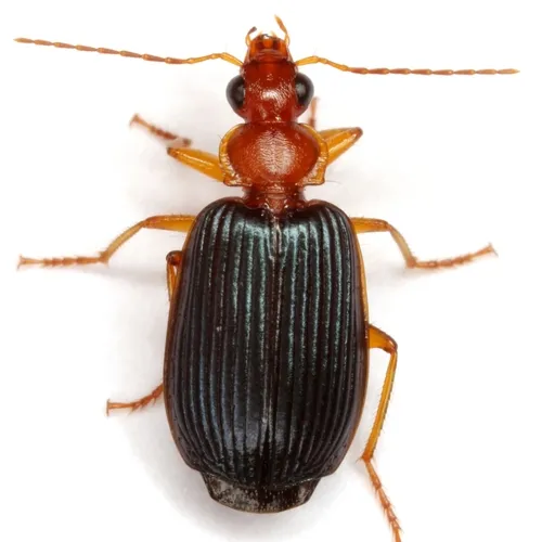 Lebia deceptrix - photo 6