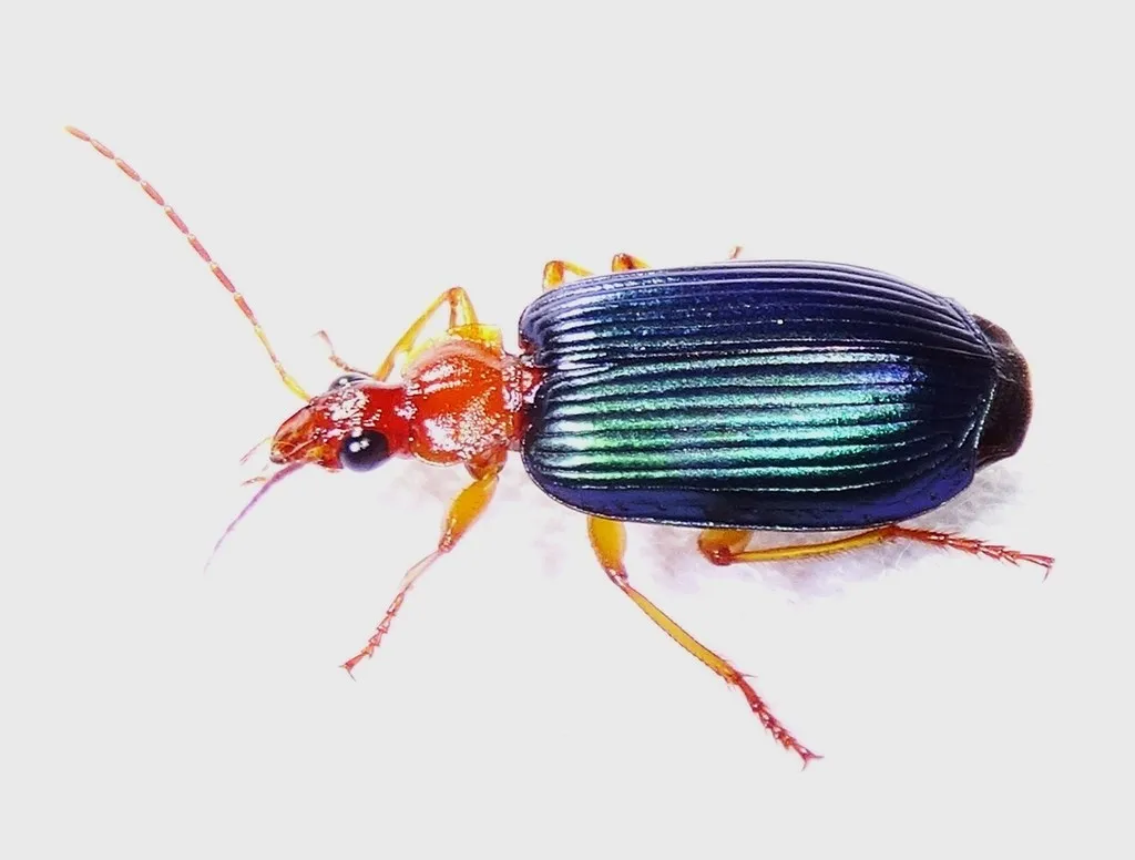 Lebia deceptrix - photo 7
