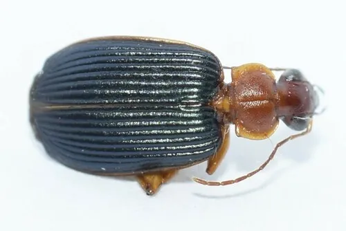 Lebia deceptrix - photo 8