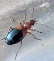 Lebia divisa - photo 2