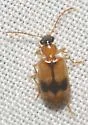 Lebia esurialis - Lebia esurialis