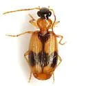 Lebia esurialis - photo 2