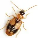 Lebia esurialis - photo 3