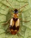 Lebia esurialis - photo 4