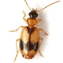 Lebia esurialis - photo 5
