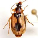 Lebia fuscata - photo 2