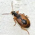 Lebia fuscata - photo 3