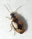 Lebia fuscata - photo 4
