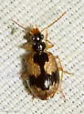 Lebia fuscata - photo 5