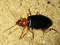 Lebia grandis - Lebia grandis