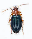 Lebia grandis - photo 2