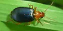 Lebia grandis - photo 3