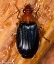 Lebia grandis - photo 4