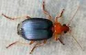 Lebia grandis - photo 5