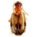 Lebia guttula - photo 2