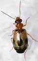 Lebia guttula - photo 3
