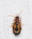 Lebia guttula - photo 4