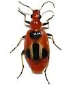 Lebia histrionica - Lebia histrionica