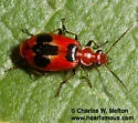 Lebia histrionica - photo 2