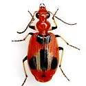 Lebia histrionica - photo 3