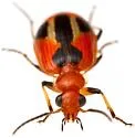 Lebia histrionica - photo 4