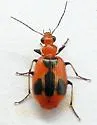 Lebia histrionica - photo 5
