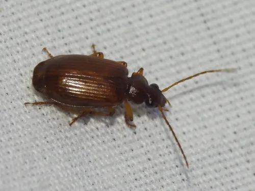 Lebia lecontei - photo 2