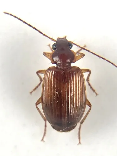 Lebia lecontei - photo 3