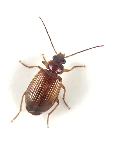 Lebia lecontei - photo 4