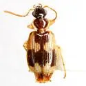 Lebia lobulata - photo 2