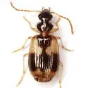 Lebia lobulata - photo 3