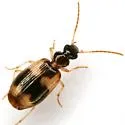 Lebia lobulata - photo 4