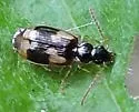 Lebia lobulata - photo 5