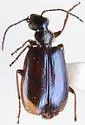 Lebia marginicollis - photo 2