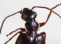 Lebia marginicollis - photo 3