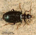 Lebia marginicollis - photo 4
