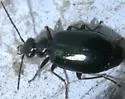 Lebia marginicollis - photo 5