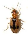Lebia miranda
