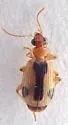 Lebia miranda - photo 2