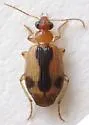Lebia miranda - photo 3