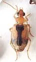 Lebia miranda - photo 4