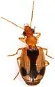 Lebia miranda - photo 5
