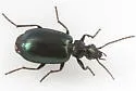 Lebia moesta