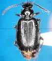 Lebia moesta - photo 2