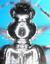 Lebia moesta - photo 3